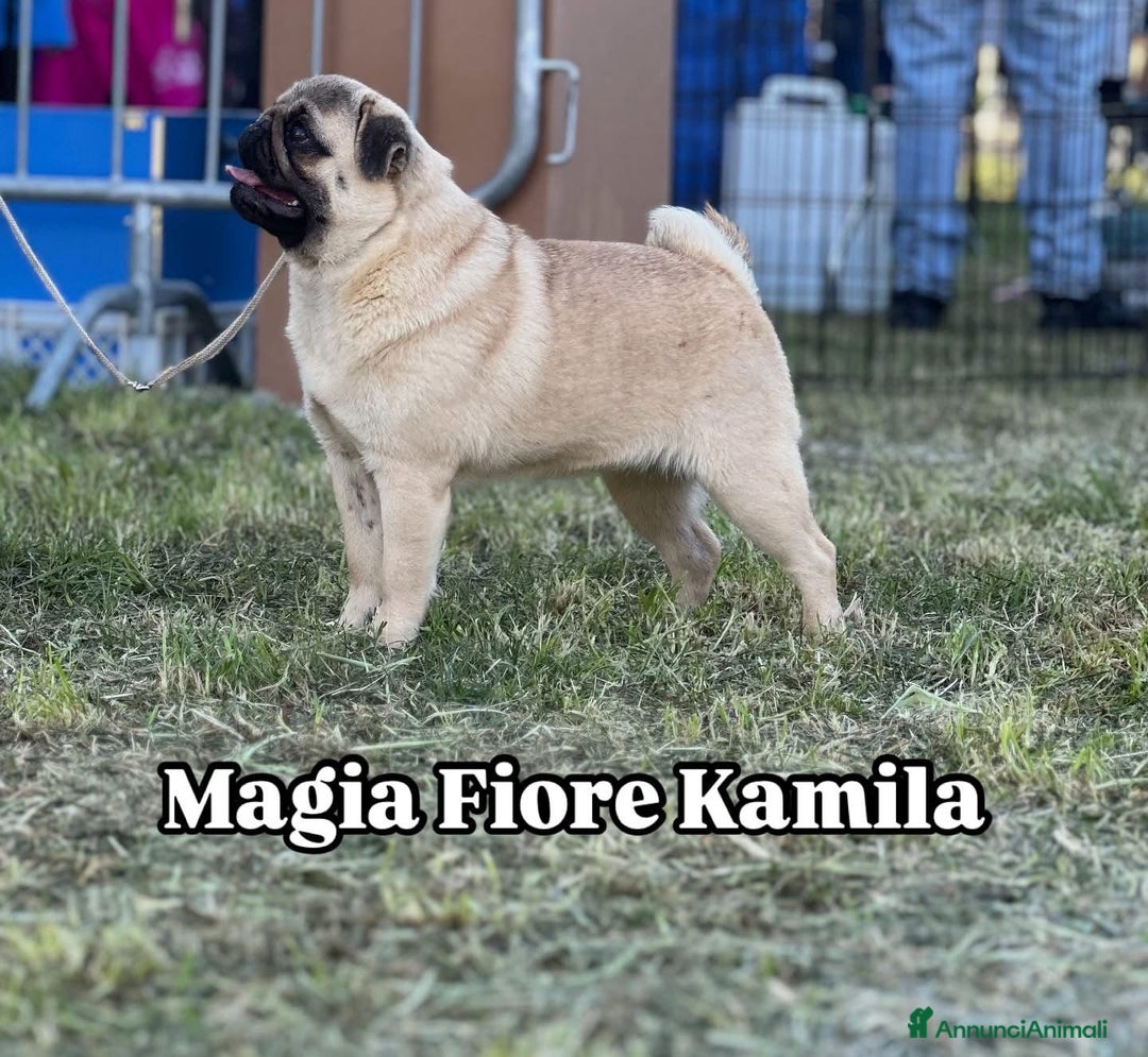 Carlino cani in vendita: Carlino- cucciolo Allevamento ENCI-FCI - Annuncio 4