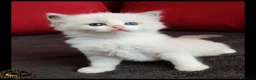 Ragdoll gatti in vendita: Cuccioli ragdoll con pedegree  - Annuncio 3