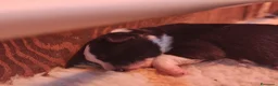 Border Collie cani in vendita: CUCCIOLI DI BORDER COLLIE ALTA GENEALOGIA - Annuncio 4