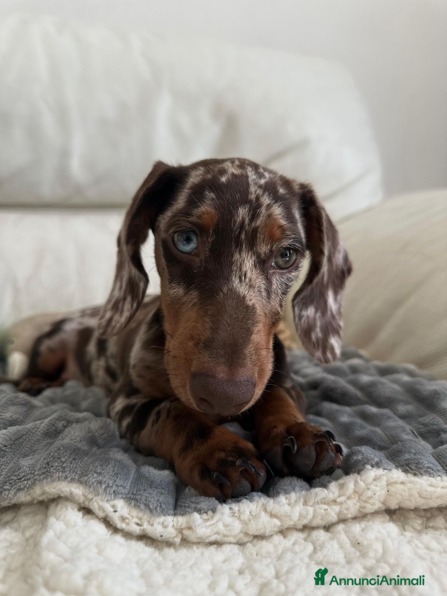 Bassotto cani Bassotto arlecchino disponibile per accoppiamento  - Annuncio 1