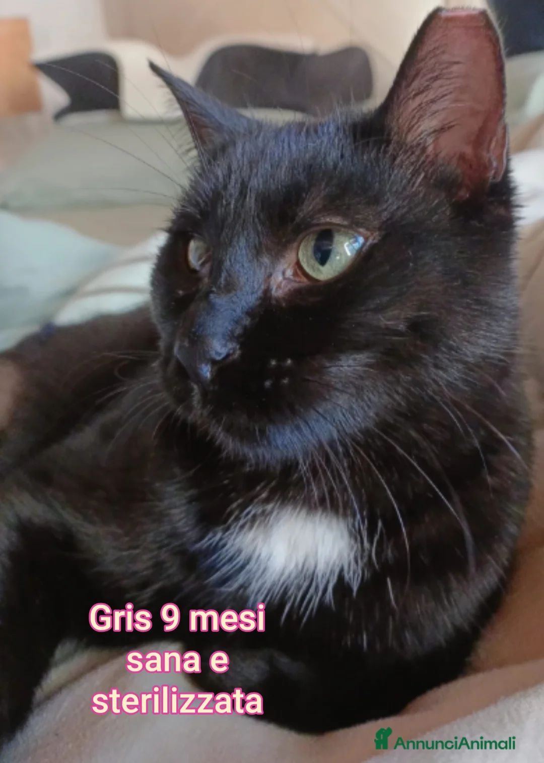 Altre razze gatti in regalo: MICINI: SIAMO AL COLLASSO! a Città Metropolitana di Firenze - Annuncio 10