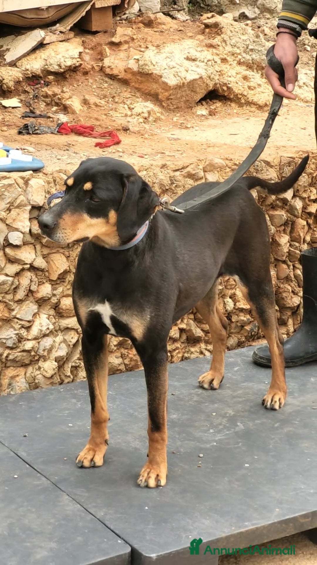 Segugio cani in regalo: Splendida mix segugio - SKYLAR a Città metropolitana di Milano - Annuncio 3