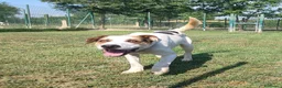 Meticcio cani in regalo: Ciccio cerca casa 🏡  - Annuncio 3