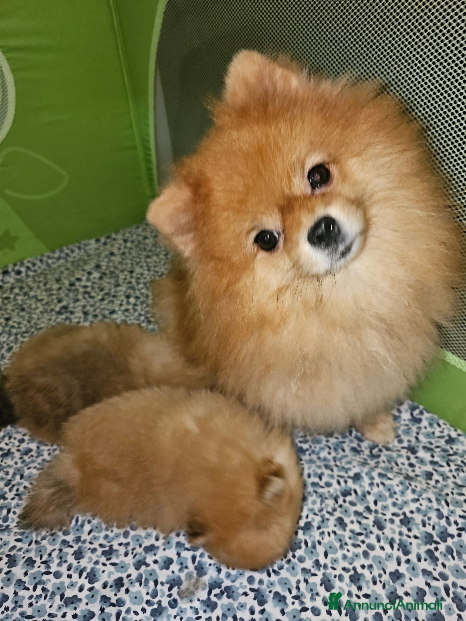Volpino Pomerania cani Spitz tedesco nano ovvero volpino di pomerania  - Annuncio 2