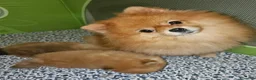Volpino Pomerania cani in vendita: Spitz tedesco nano ovvero volpino di pomerania  - Annuncio 1