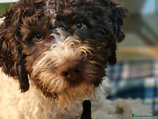 Lagotto cani Cucciolo bianco e marrone di lagotto romagnolo - Annuncio 1