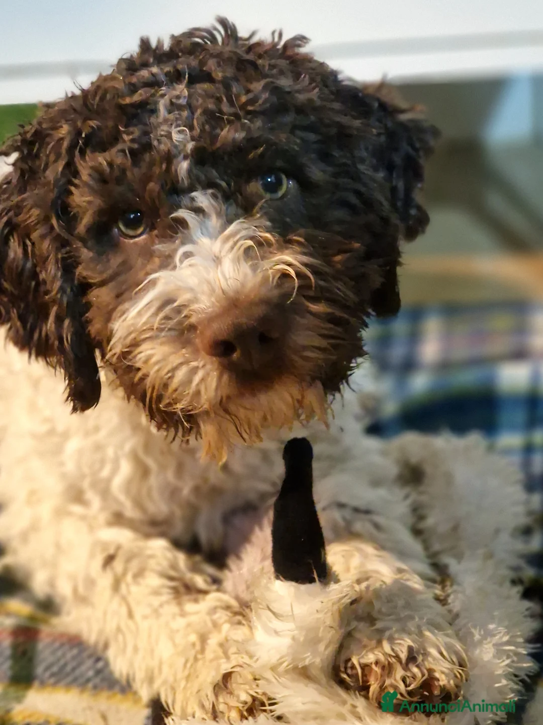 Lagotto cani in vendita: Cucciolo bianco e marrone di lagotto romagnolo - Annuncio 1