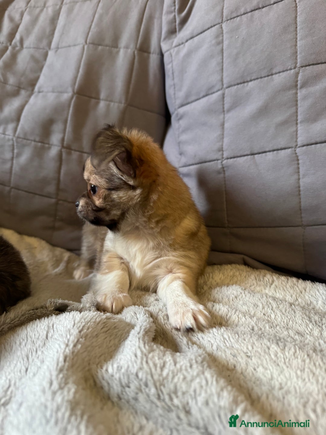 Chihuahua cani in vendita: Chihuahua pelo lungo  - Annuncio 4