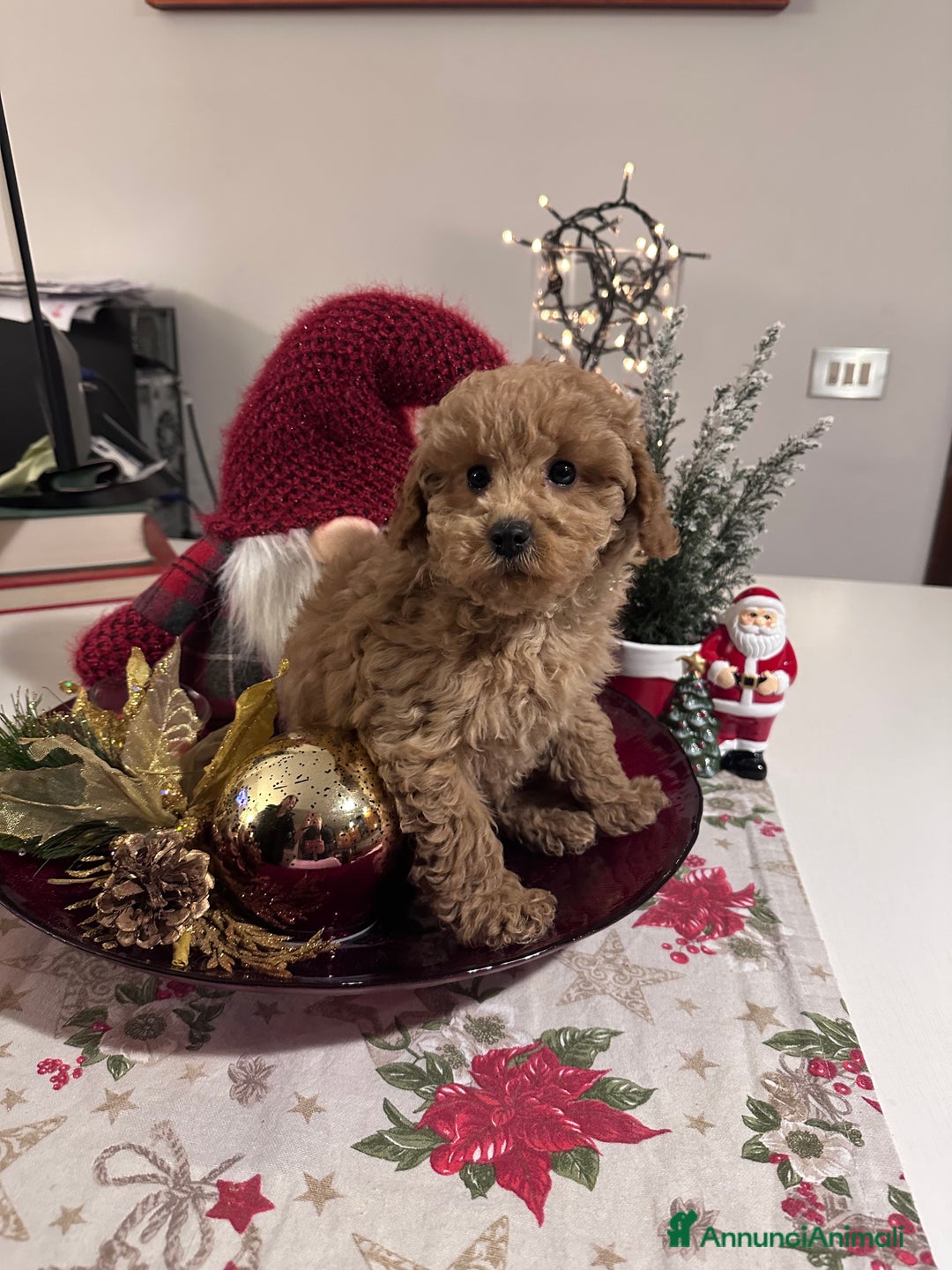 Barbone cani in vendita: Barboncini cuccioli  - Annuncio 10