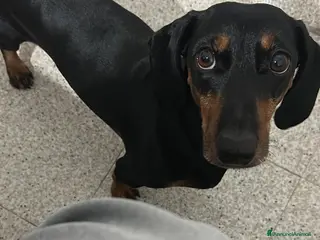 Bassotto cani Cerco Bassottina per monta - Annuncio 2