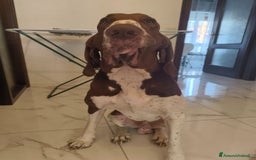 Bracco cani per accoppiamento: Bracco Italiano a Provincia di Brescia - Immagine 4