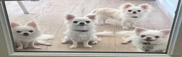 Chihuahua cani in vendita: Cuccioli di chihuahua  - Annuncio 3