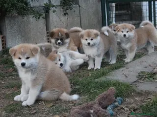 Akita Inu cani Cuccioli di Akita disponibili - Annuncio 1