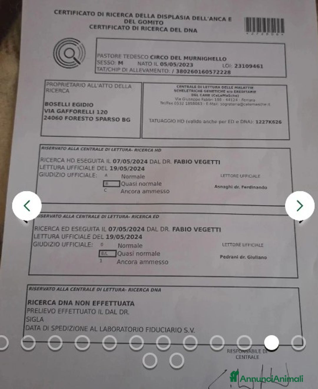 Pastore Tedesco cani in regalo:  proprietario regala splendidi cuccioli  - Annuncio 11