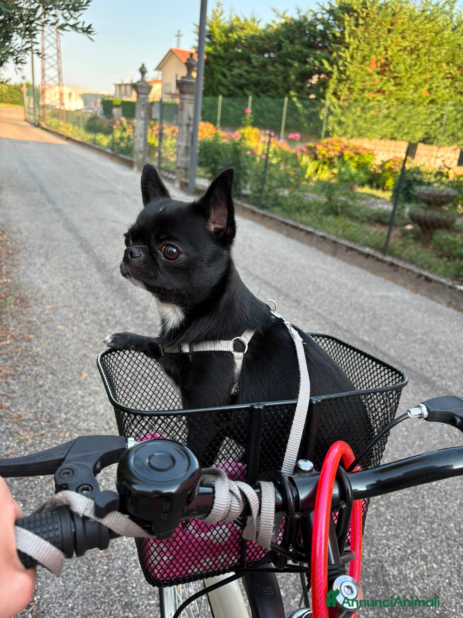 Chihuahua cani Vendo Chihuaha pelo corto nero - Annuncio 19