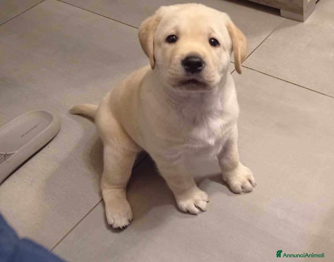 Labrador cani in vendita: Labrador retriever  - Annuncio 5