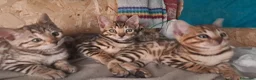 Bengala gatti in vendita: Bengala cuccioli pedegree a Provincia di Forlì-Cesena - Annuncio 5