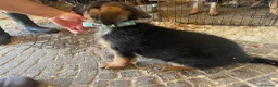 Pastore Tedesco cani in vendita: Cuccioli da esposizione  - Annuncio 10