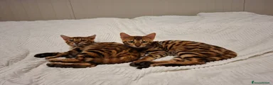 Bengala 3