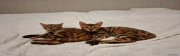 Bengala gatti in vendita: Gattini razza bengala  - Annuncio 10