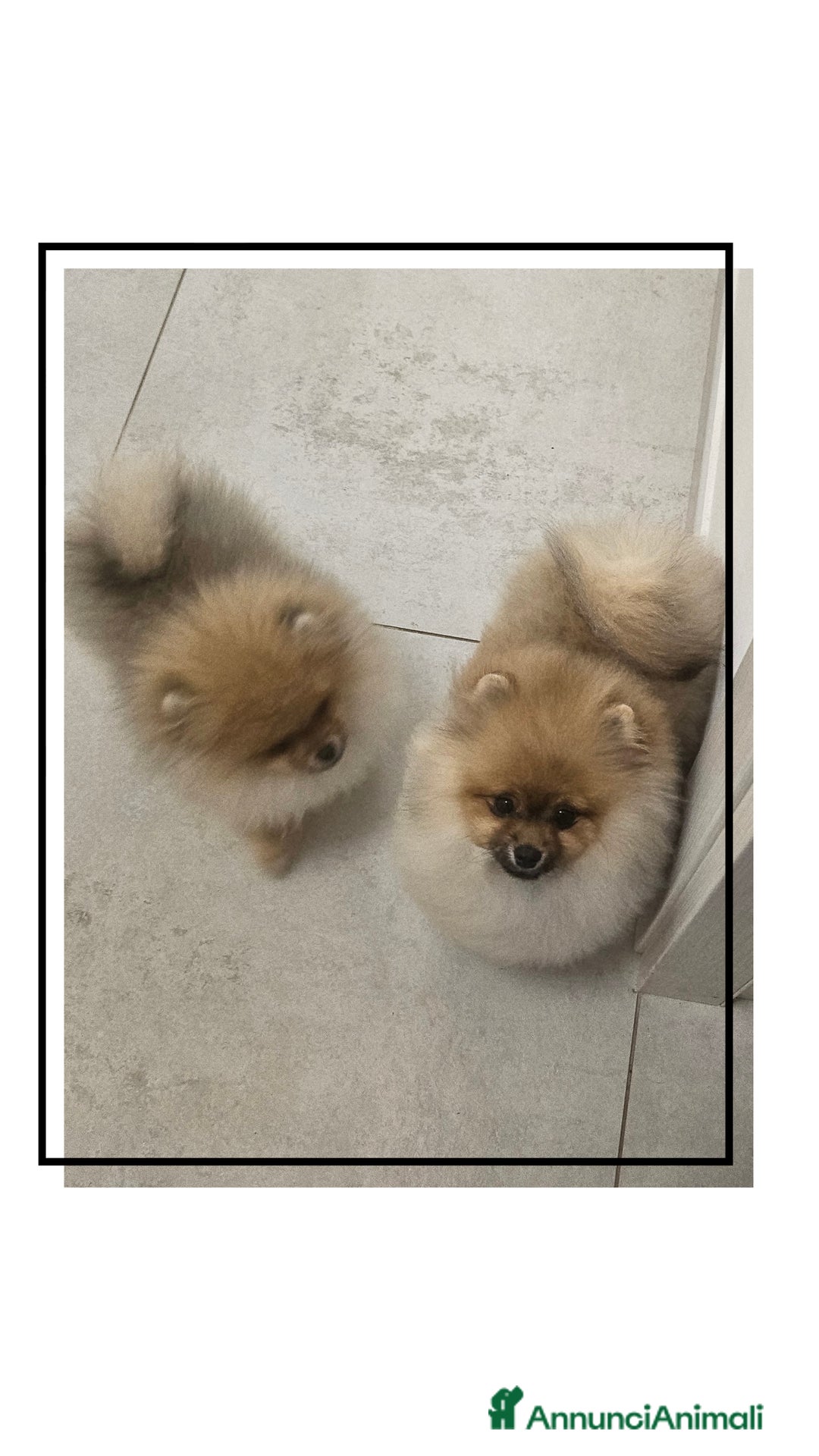 Volpino Pomerania cani in vendita: Spitz nano (Pomerania) Disponibili a Provincia di Cuneo - Annuncio 6