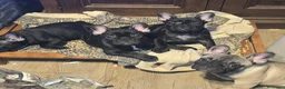 Bulldog Francese cani in vendita: Disponibili cuccioli di Bulldog Francese - Annuncio 8