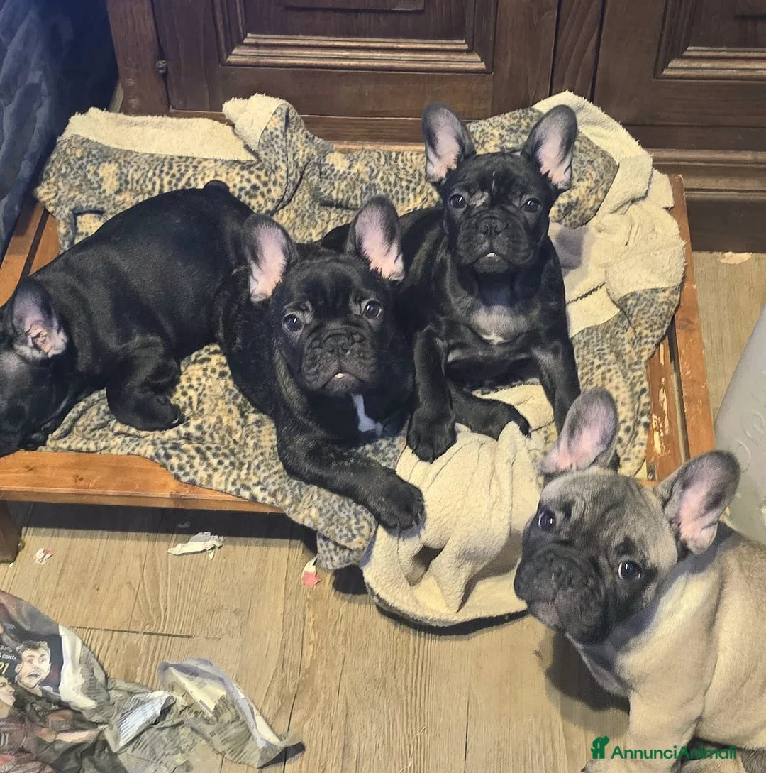 Bulldog Francese cani in vendita: Disponibili cuccioli di Bulldog Francese - Annuncio 8