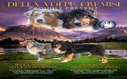 Australian Shepherd cani in vendita: Maschio Blue merle NBT - Teseo  a Provincia di Vicenza - Immagine 5