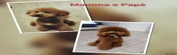 Barboncino cani in vendita: Barboncini particolar  - Annuncio 2