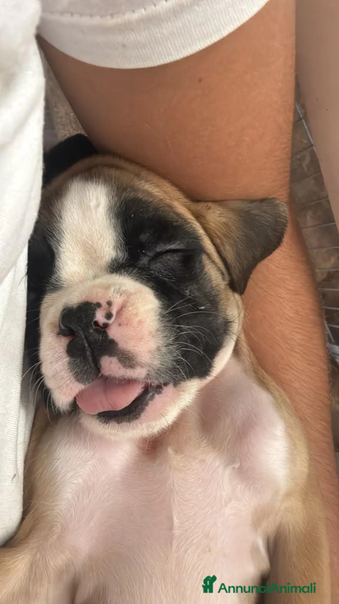 Boxer cani in vendita: Boxer cuccioli disponibili - Annuncio 2