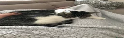 Europeo gatti in regalo: Gattini inseparabili - Annuncio 23