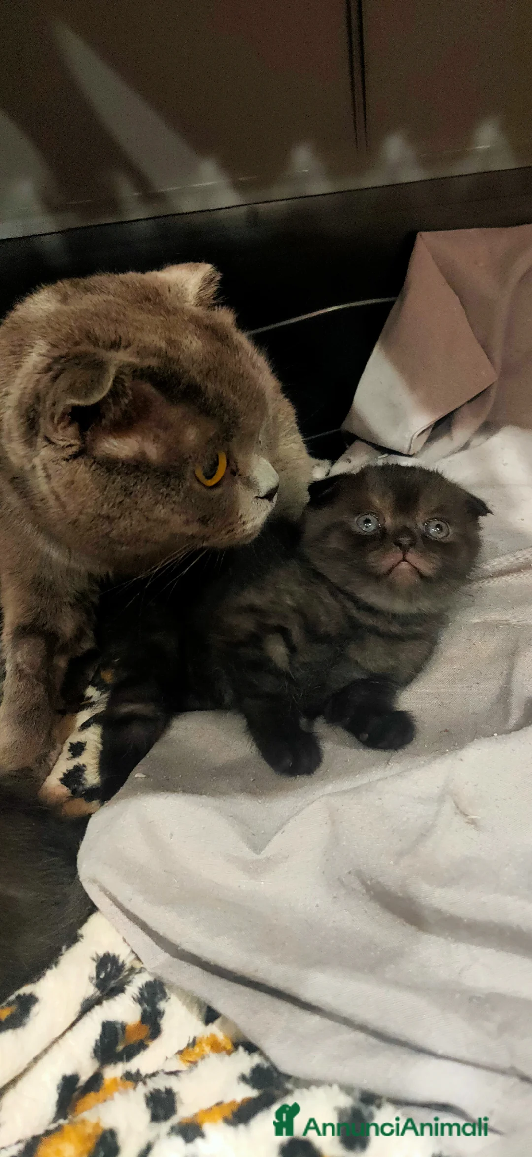Scottish gatti in vendita: Scottish straight  a Provincia di Latina - Annuncio 1