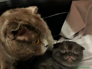 Scottish gatti Scottish straight - Annuncio 2