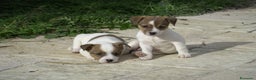 Jack Russell cani in vendita: Cuccioli jack russel  - Annuncio 4