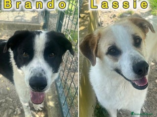 Meticcio cani BRANDO e LASSIE sempre insieme! Giovani - Annuncio 18