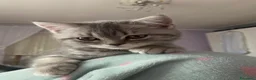 Scottish gatti in vendita: Cuccioli Scottish  a Città Metropolitana di Napoli - Annuncio 10