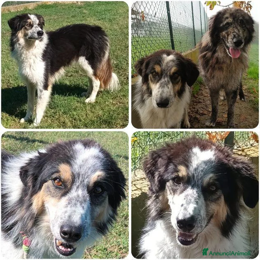 Meticcio cani in regalo: EVA bella timidina a Città Metropolitana di Firenze - Annuncio 6