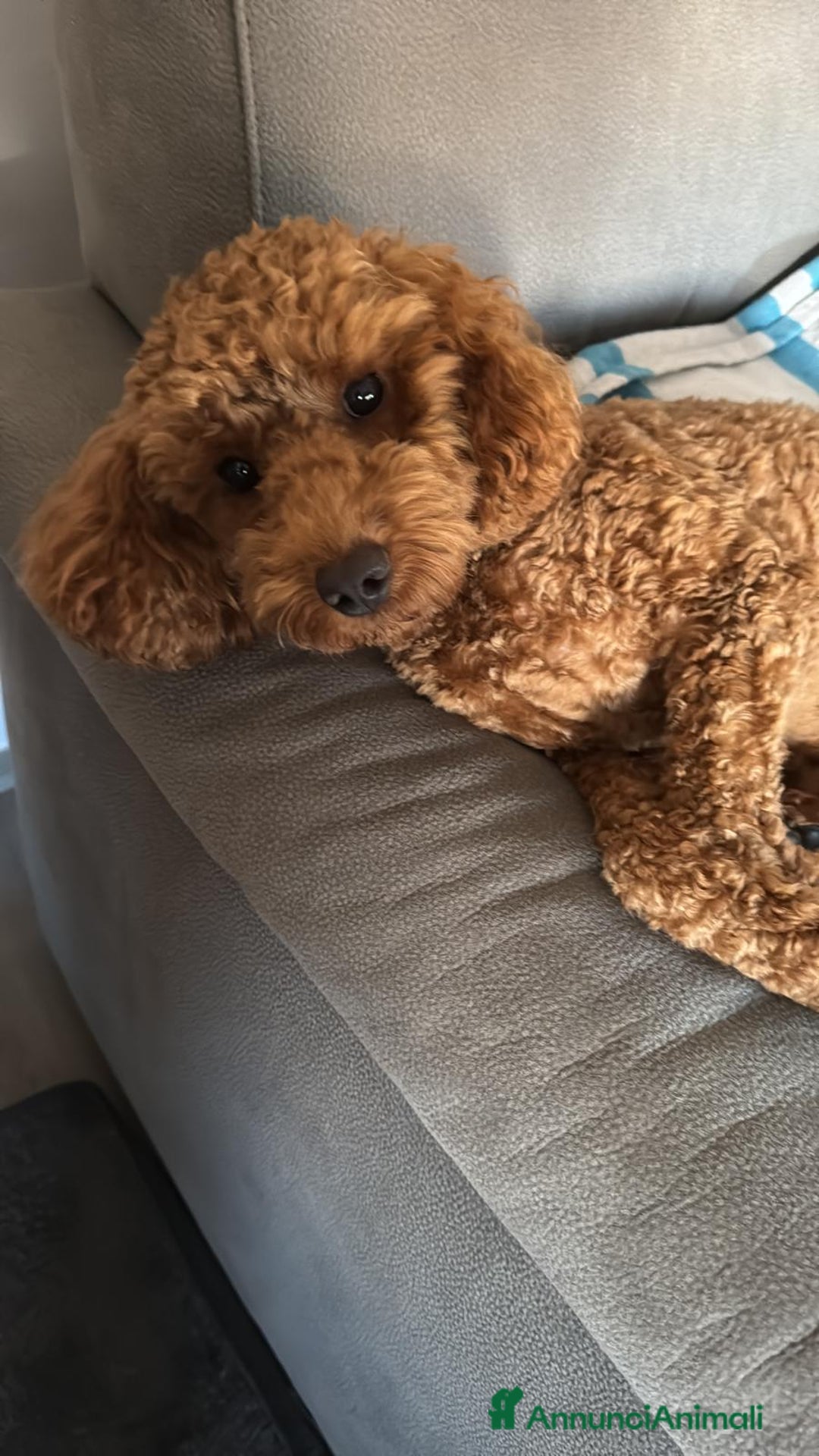 Barbone cani per accoppiamento: Barbone MEDIO cerca compagna a Provincia di Vicenza - Annuncio 2