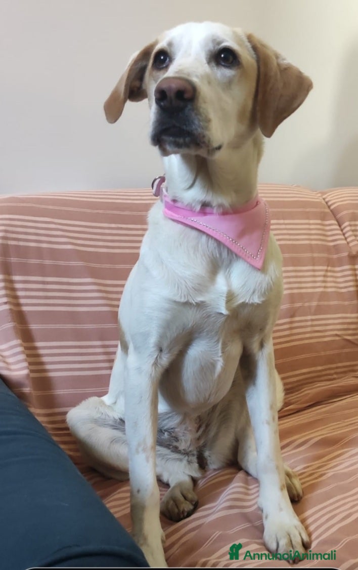 Meticcio cani Camilla mix Setter 5anni,3anni di appelli.ROMA SOS - Annuncio 35