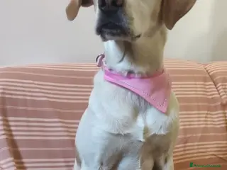 Meticcio cani Camilla mix Setter 5anni,3anni di appelli.ROMA SOS - Annuncio 36