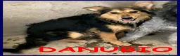 Meticcio cani in regalo: DANUBIO lupacchiotto timidone - Annuncio 2