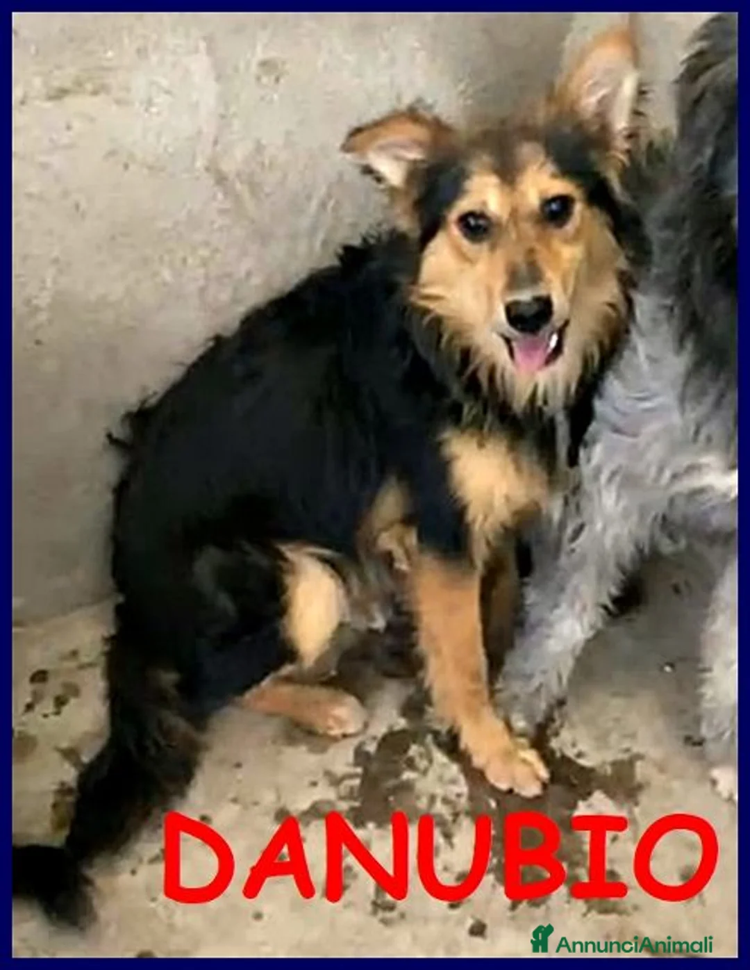 Meticcio cani in regalo: DANUBIO lupacchiotto timidone - Annuncio 2