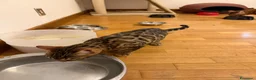 Bengala gatti in regalo: Cucciola bengala - Annuncio 4