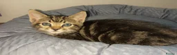 Altre razze gatti in vendita: gattina 5 mesi a Città Metropolitana di Firenze - Annuncio 2