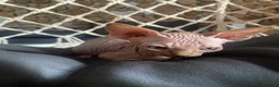 Sphynx gatti in vendita: Cuccioli Sphynks  - Annuncio 10