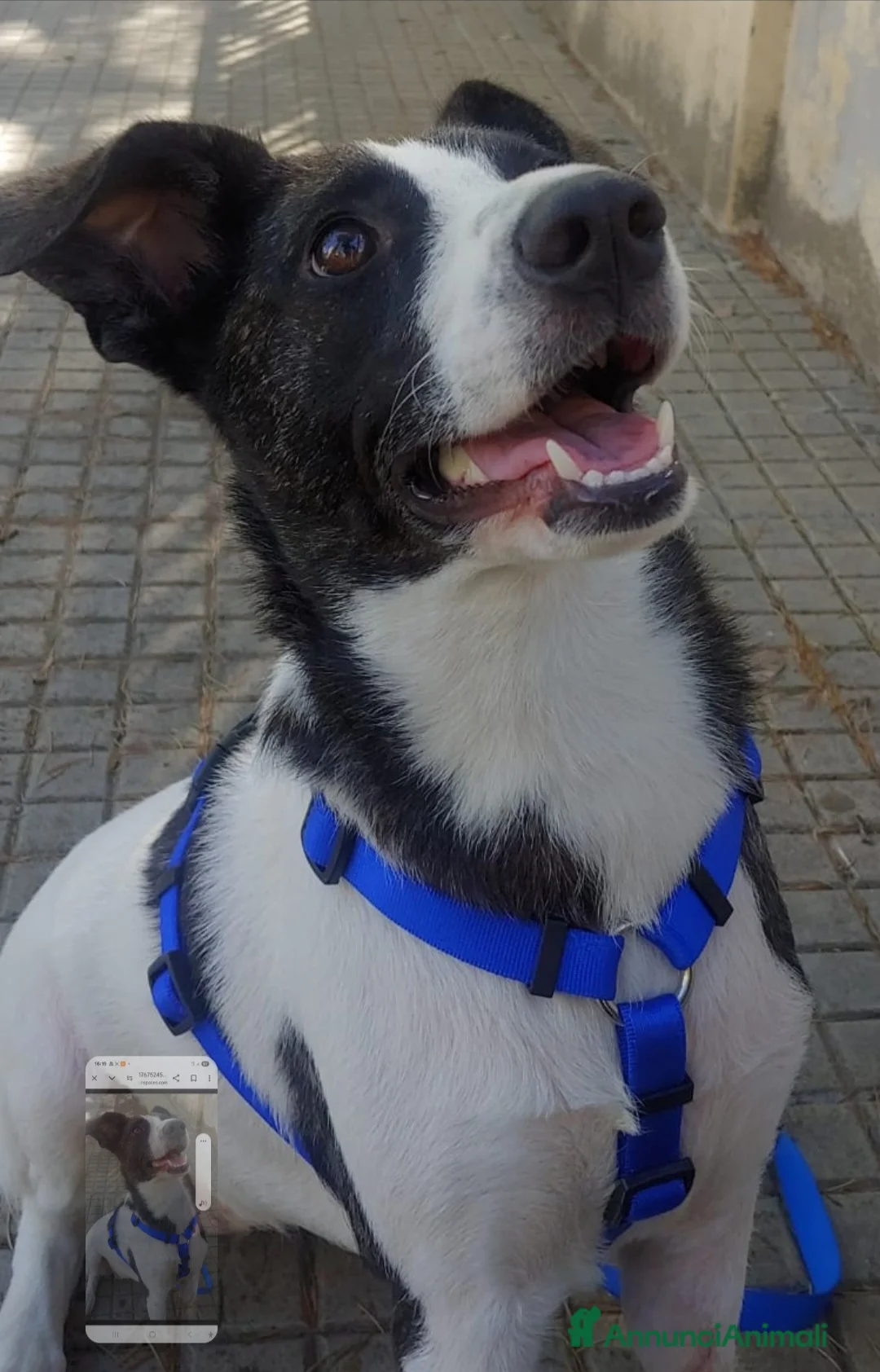 Meticcio cani in regalo: Luce femmina TRIPODE CERCA URGENTEMENTE! NUORO - Annuncio 2