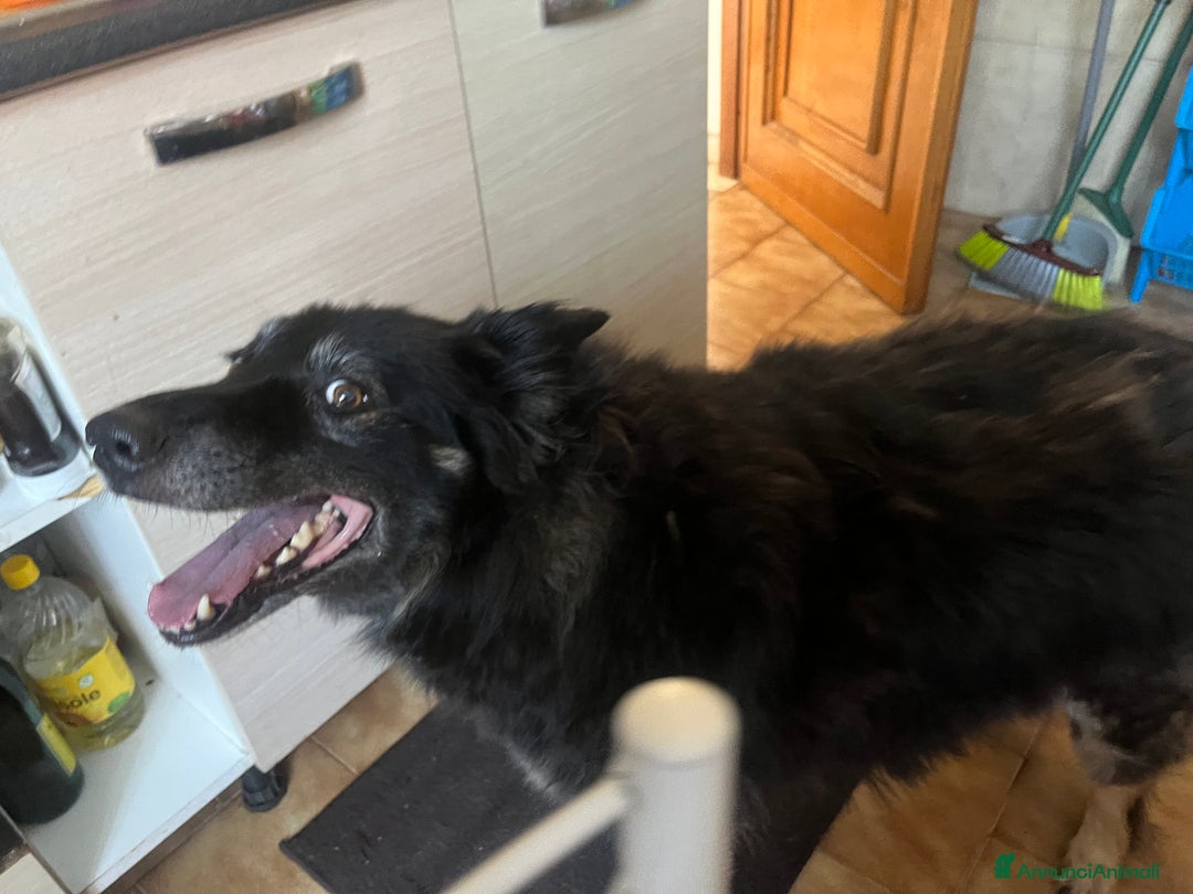 Pastore Belga cani in regalo: Pastore belga/tedesco  a Città metropolitana di Roma Capitale - Immagine 7