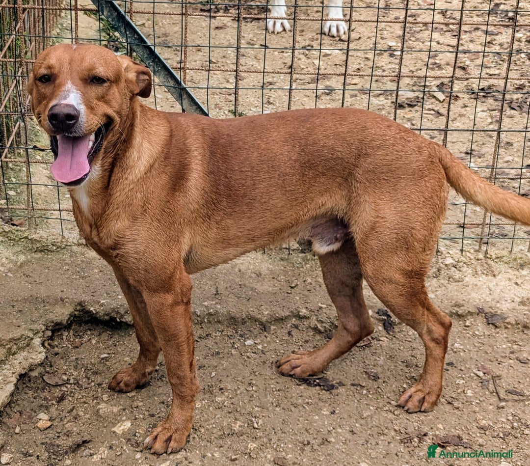 Meticcio cani in regalo: TENERISSIMO CORFU' a Città metropolitana di Roma Capitale - Annuncio 9