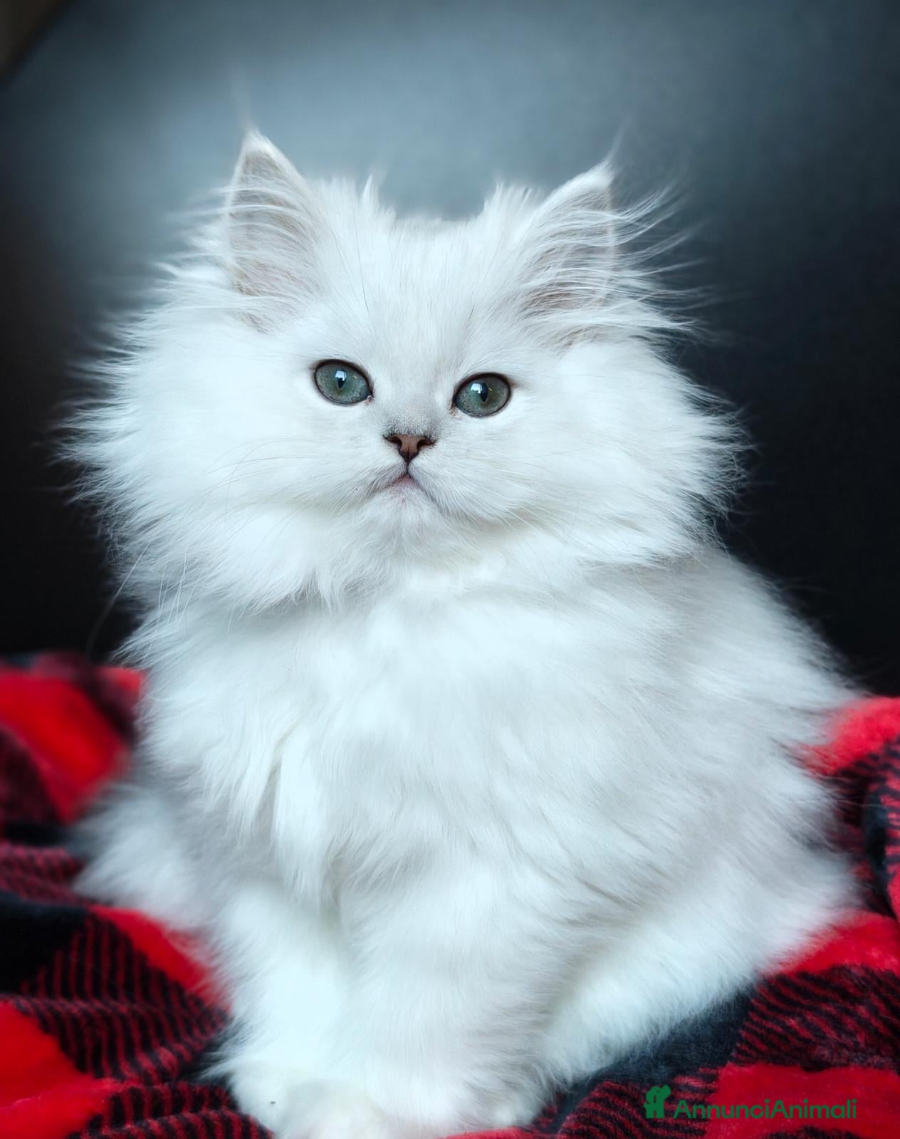 Persiano gatti Persiani Chinchillà  - Annuncio 4