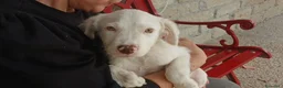 Meticcio cani in regalo: MAGGIE DOLCISSIMA CUCC. HA BISOGNO DEL TUO AMORE - Annuncio 3